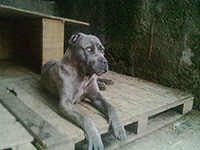 grey cane corso with blue eyes